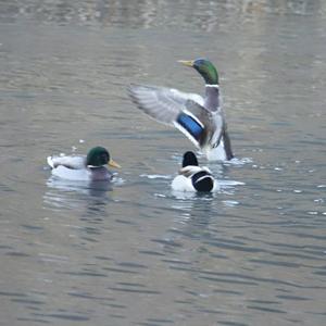 Mallard