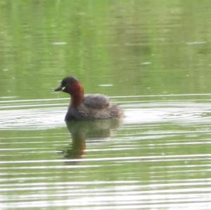 Little Grebe