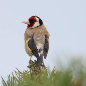 European Goldfinch