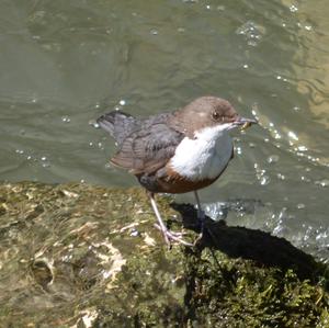 White-throated Dipper