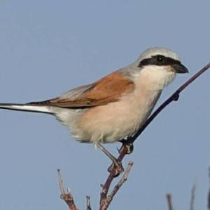 Red-backed Shrike