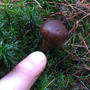 Bay Bolete