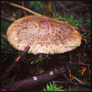 Shaggy Parasol