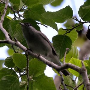 Blackcap