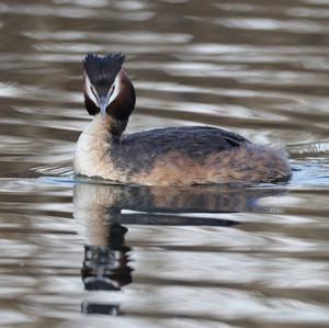 Great Crested Grebe