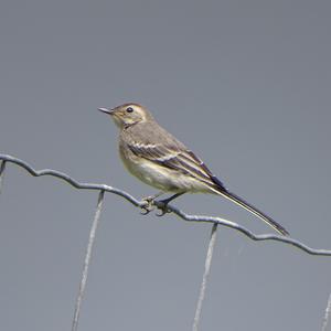 White Wagtail