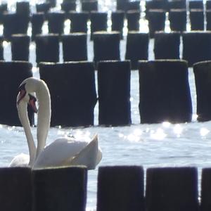 Mute Swan