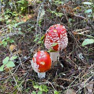 Fly Agaric