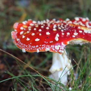 Fly Agaric