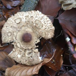 Parasol Mushroom