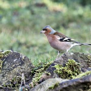 Eurasian Chaffinch