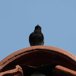 Black Redstart