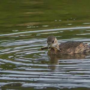 Little Grebe