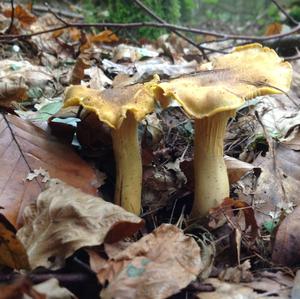 Chanterelle, Common