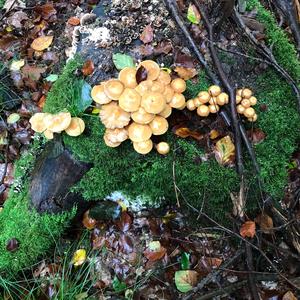 Changing Pholiota