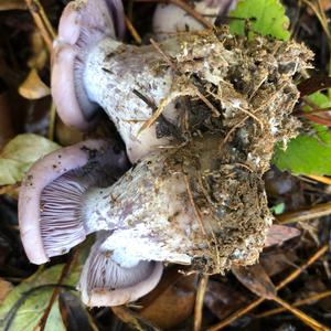 Wood Blewit