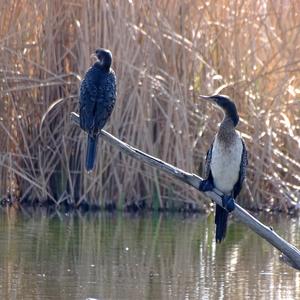 Reed Cormorant