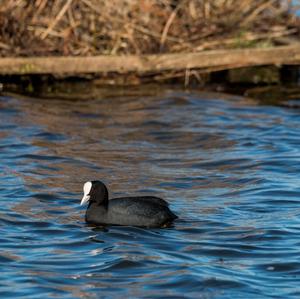 Common Coot