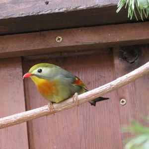 Red-billed Leiothrix