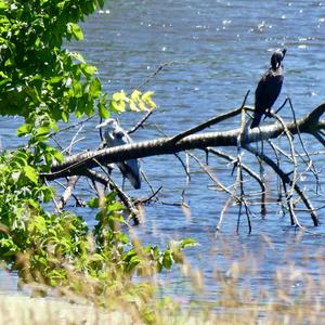 Grey Heron