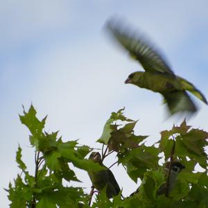 European Greenfinch