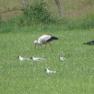 White Stork