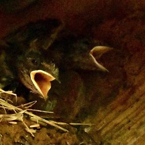 Barn Swallow