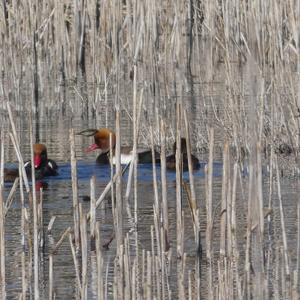 Cinnamon Teal