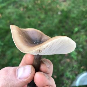 Bluing Psilocybe