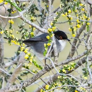 Sardinian Warbler