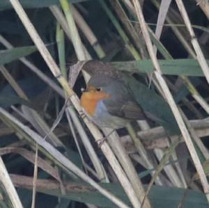 European Robin