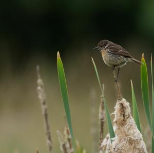 European stonechat