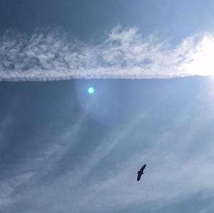 Griffon Vulture