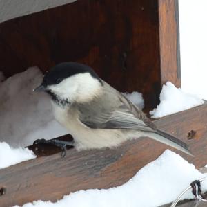 Willow Tit