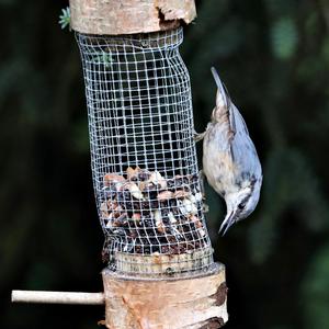 Wood Nuthatch