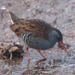 Water Rail