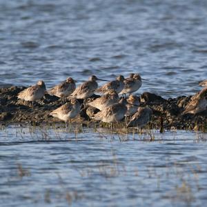 Bar-tailed Godwit