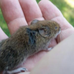 Bank Vole