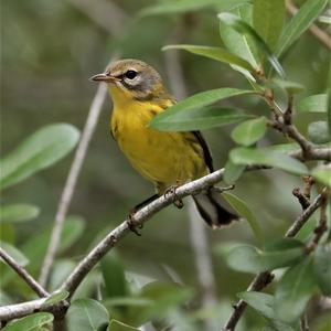 Prairie Warbler