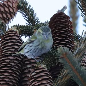 Eurasian Siskin