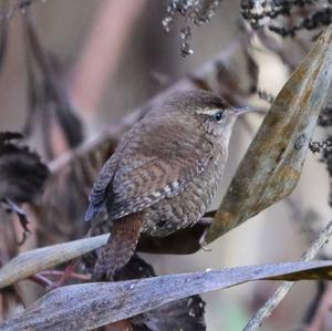 Winter Wren