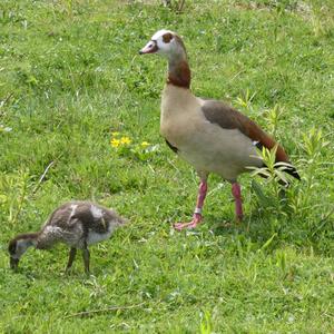 Nilgans