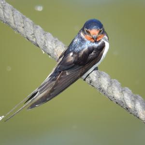 Barn Swallow