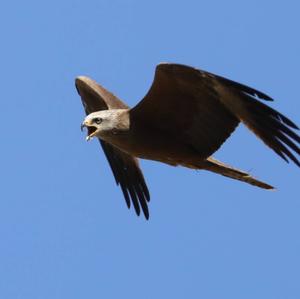 Black Kite