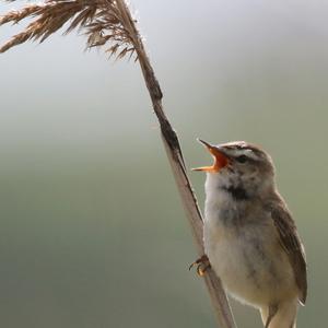 Eurasian Reed-warbler