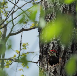 Pileated Woodpecker