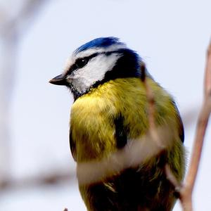 Blue Tit