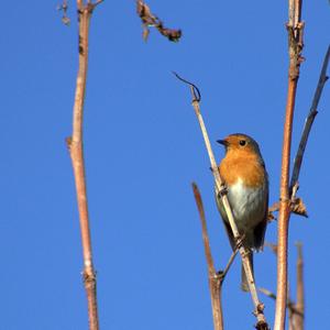 European Robin