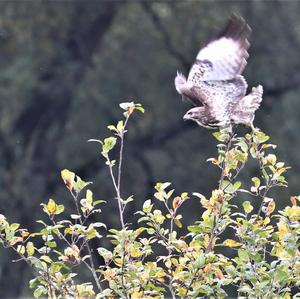 Common Buzzard