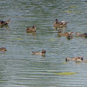 Mallard